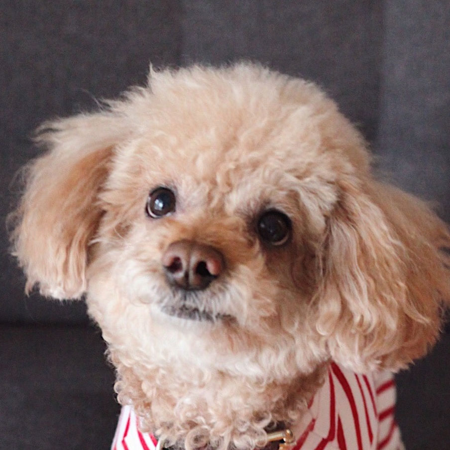 A fluffy little dog with a red and white shirt on