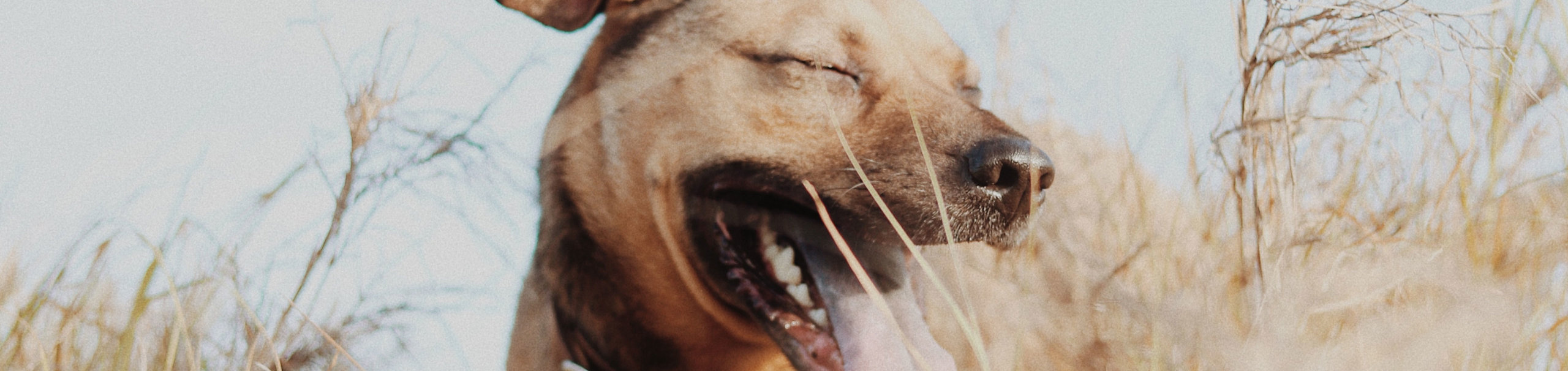 Close up of a smiling dog in some tall grass