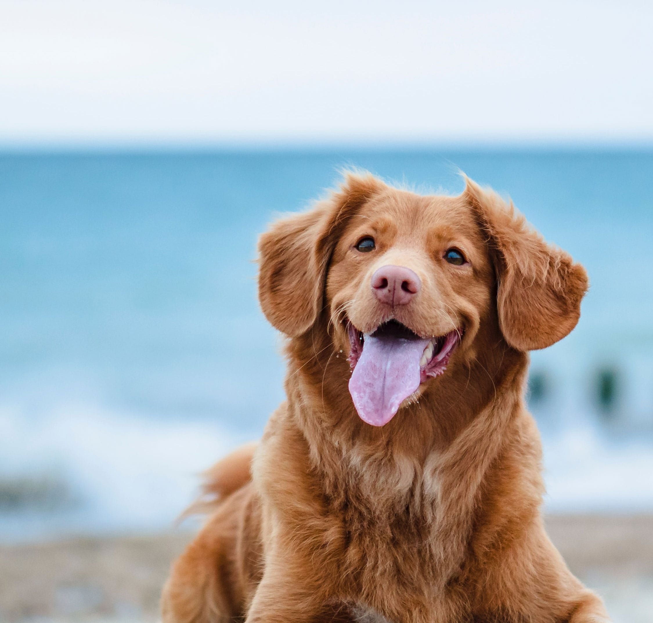 A happy golden lab with a lake in the background