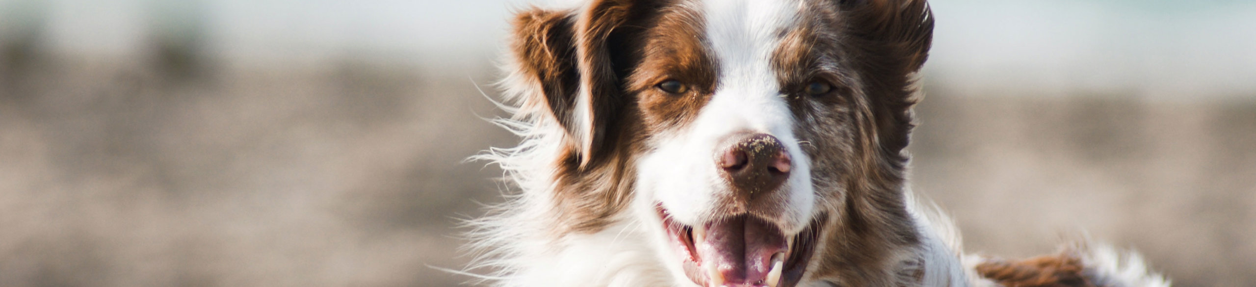 Close up of a happy White and Brown dog