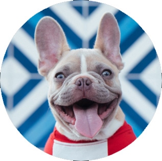 Smiling french bulldog with a red baseball tee on, and a blue chevron background