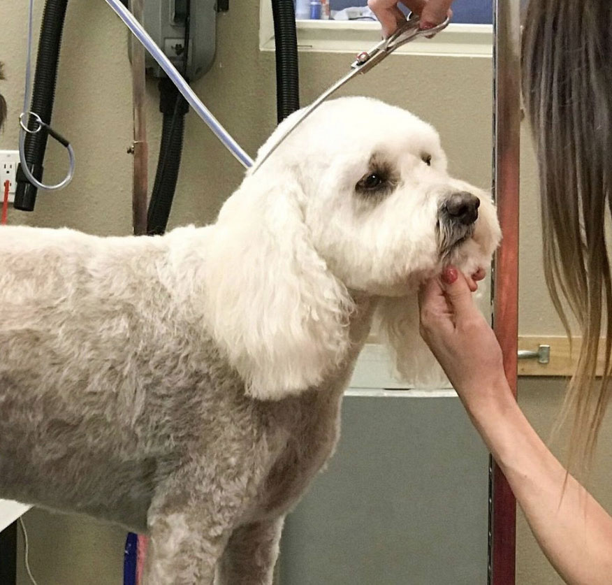 A fluffy white dog being groomed