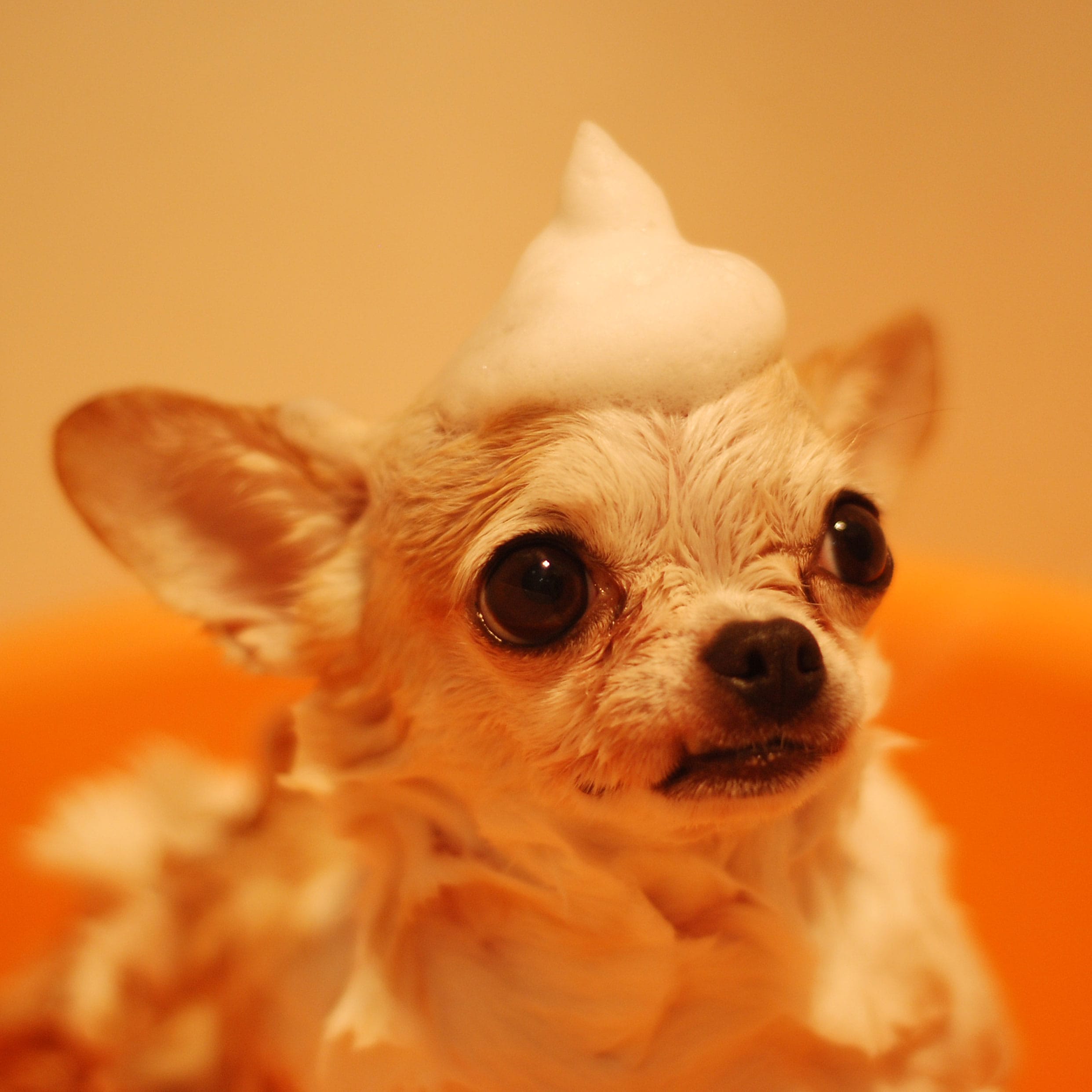 small wet chihuahua with bubbles on it's head