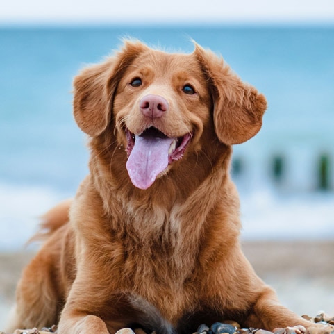 A happy golden lab with a lake in the background