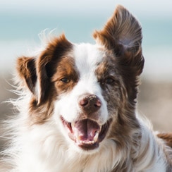 Close up of a happy White and Brown dog