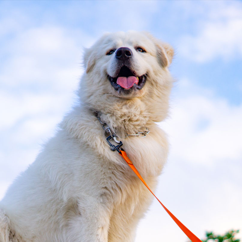 White fluffy dog with an orange leash in front of a cloudy blue sky