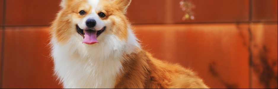Happy corgi in front of a red background