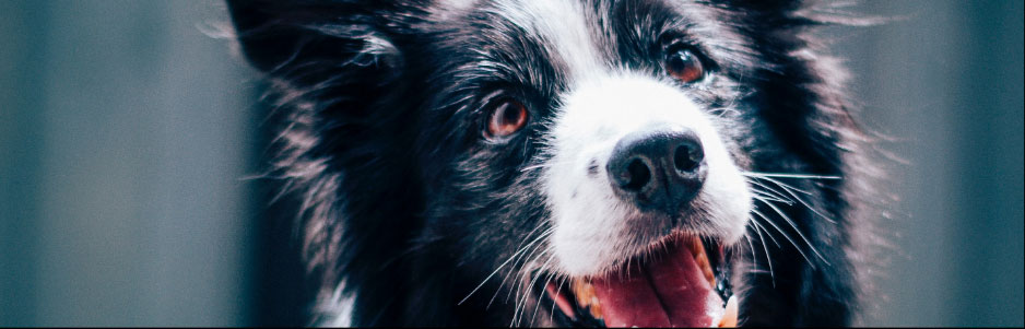 Close up of a happy black and white dog