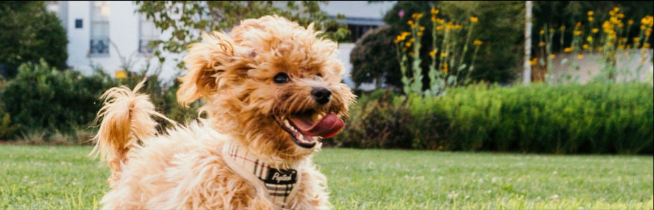 A fluffy little dog running in the grass wearing a plaid harness
