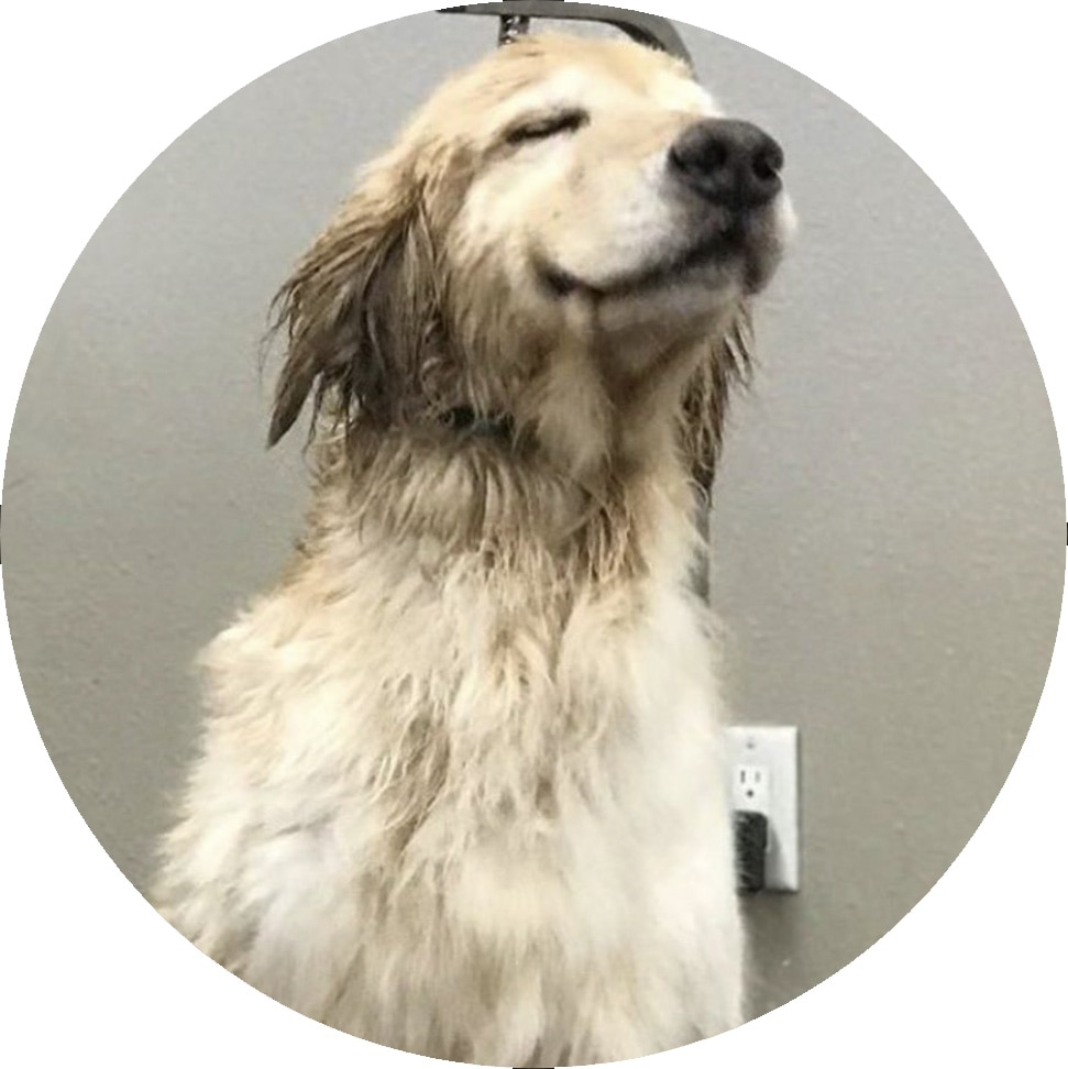 Happy white dog after a bath
