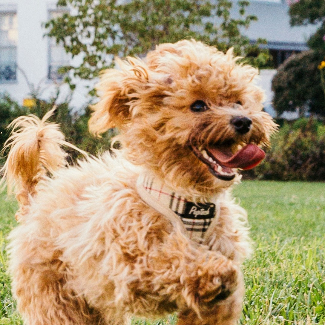 A fluffy little dog running in the grass wearing a plaid harness