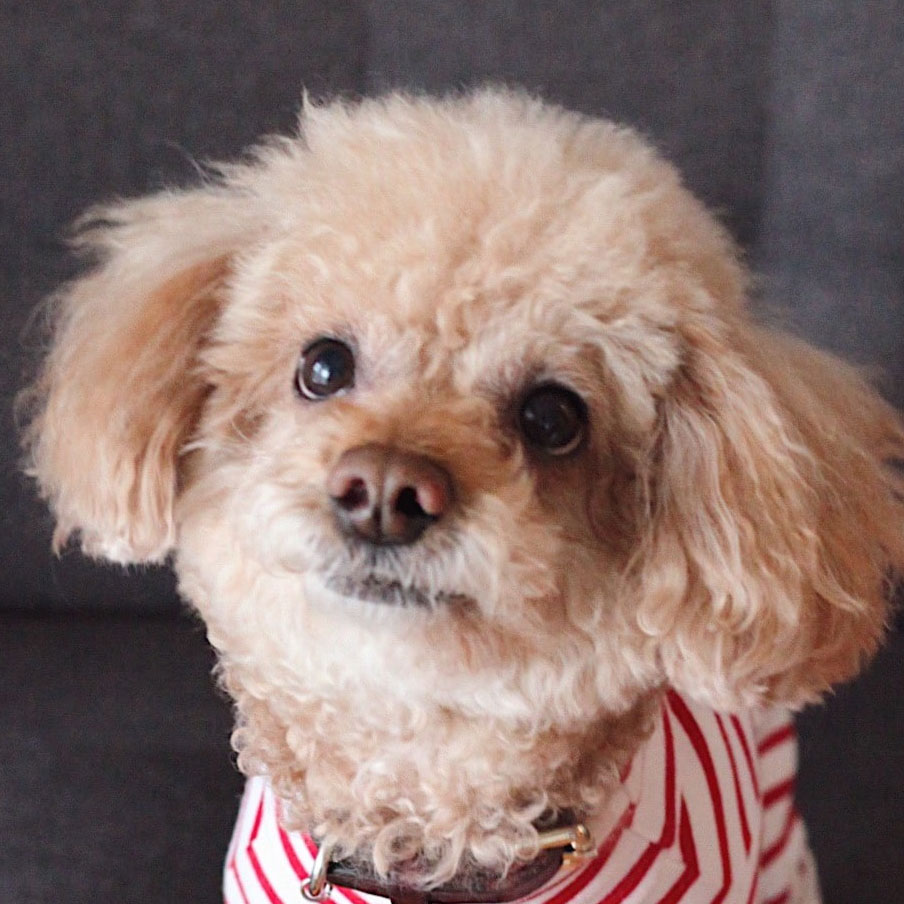 A fluffy little dog with a red and white shirt on
