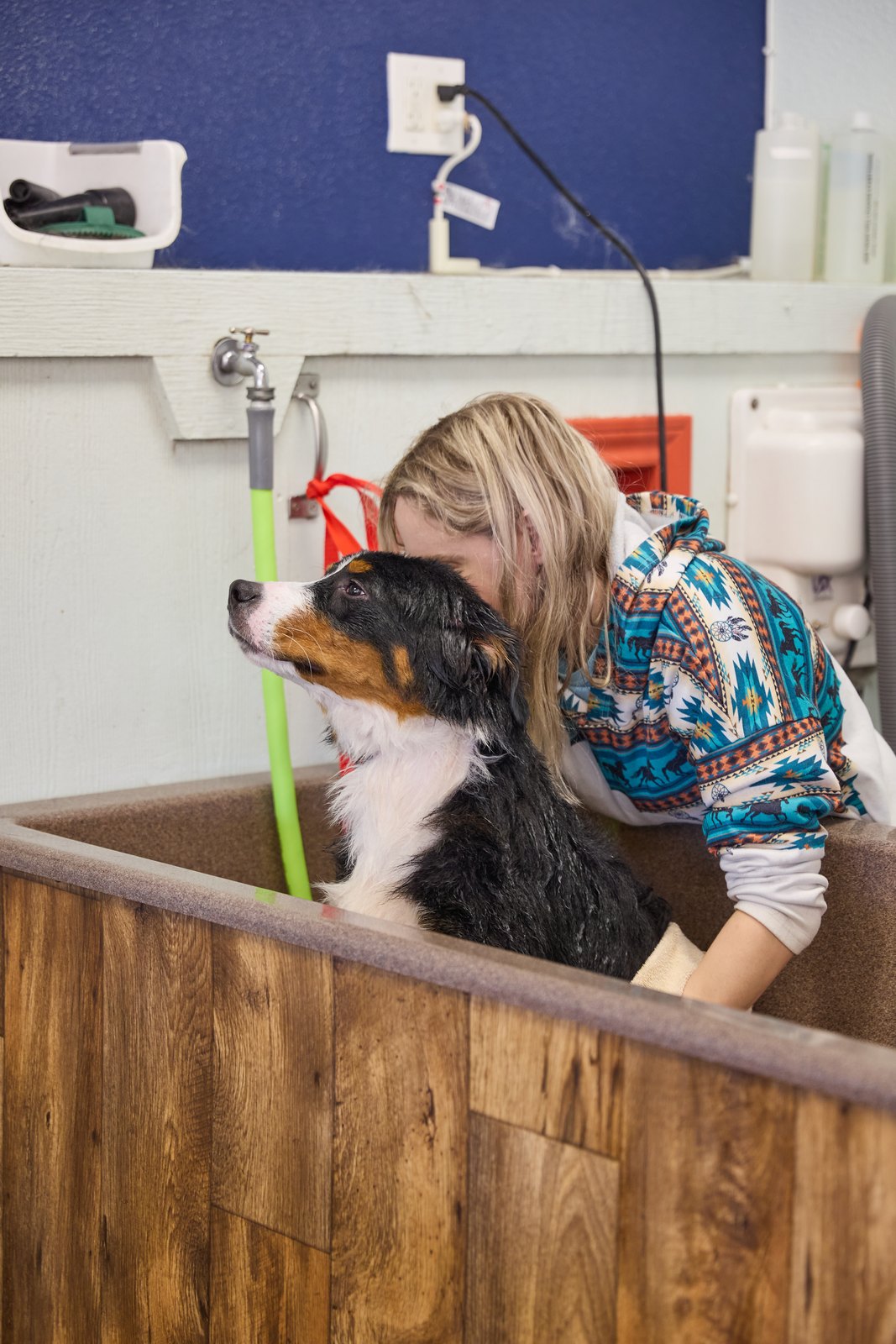 A Bernese mountain dog getting a bath from a Happy K9 team member