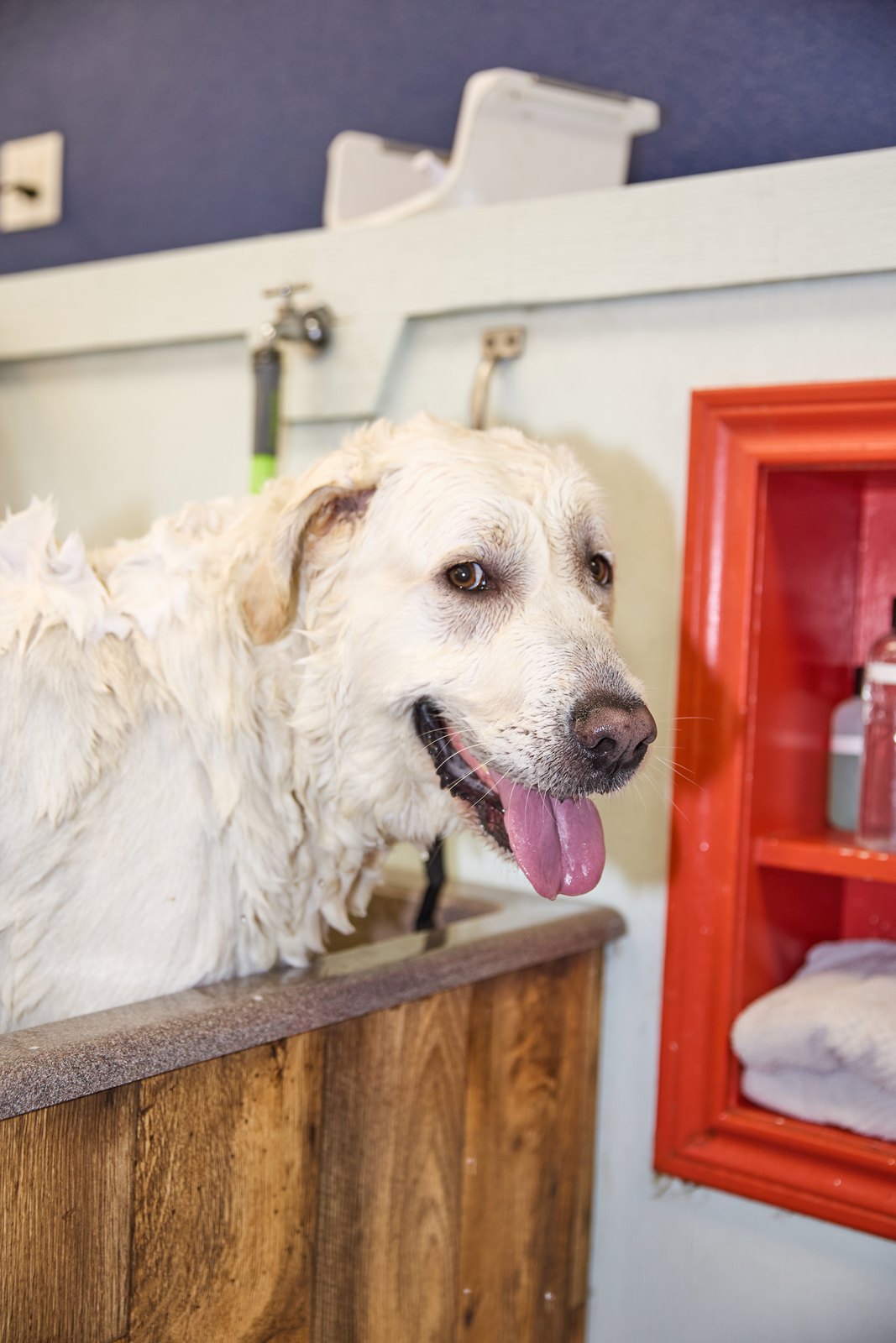 A big white dog grinning in a raised bath tub at Happy K9 Camp Bowie