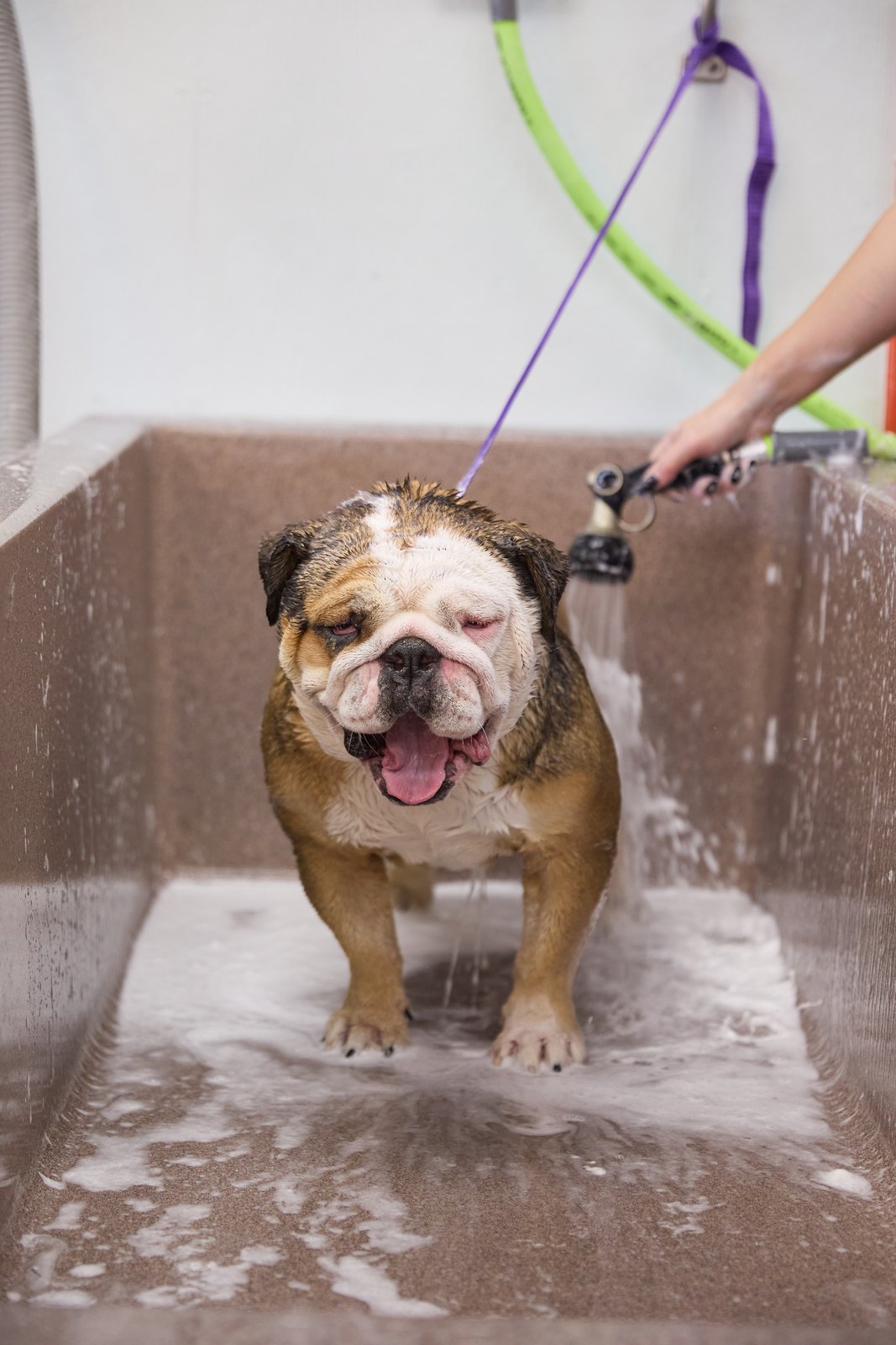 An English bulldog being rinsed in the tub at Happy K9 Camp Bowie