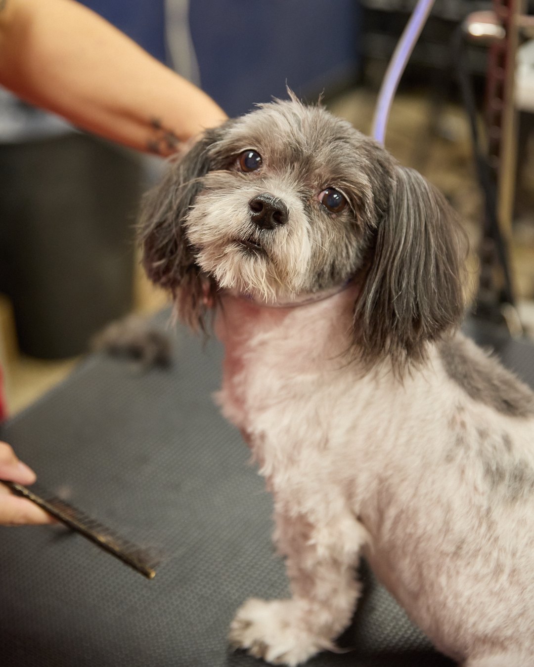 Close-up of a small dog with a fresh cut at Happy K9 Camp Bowie