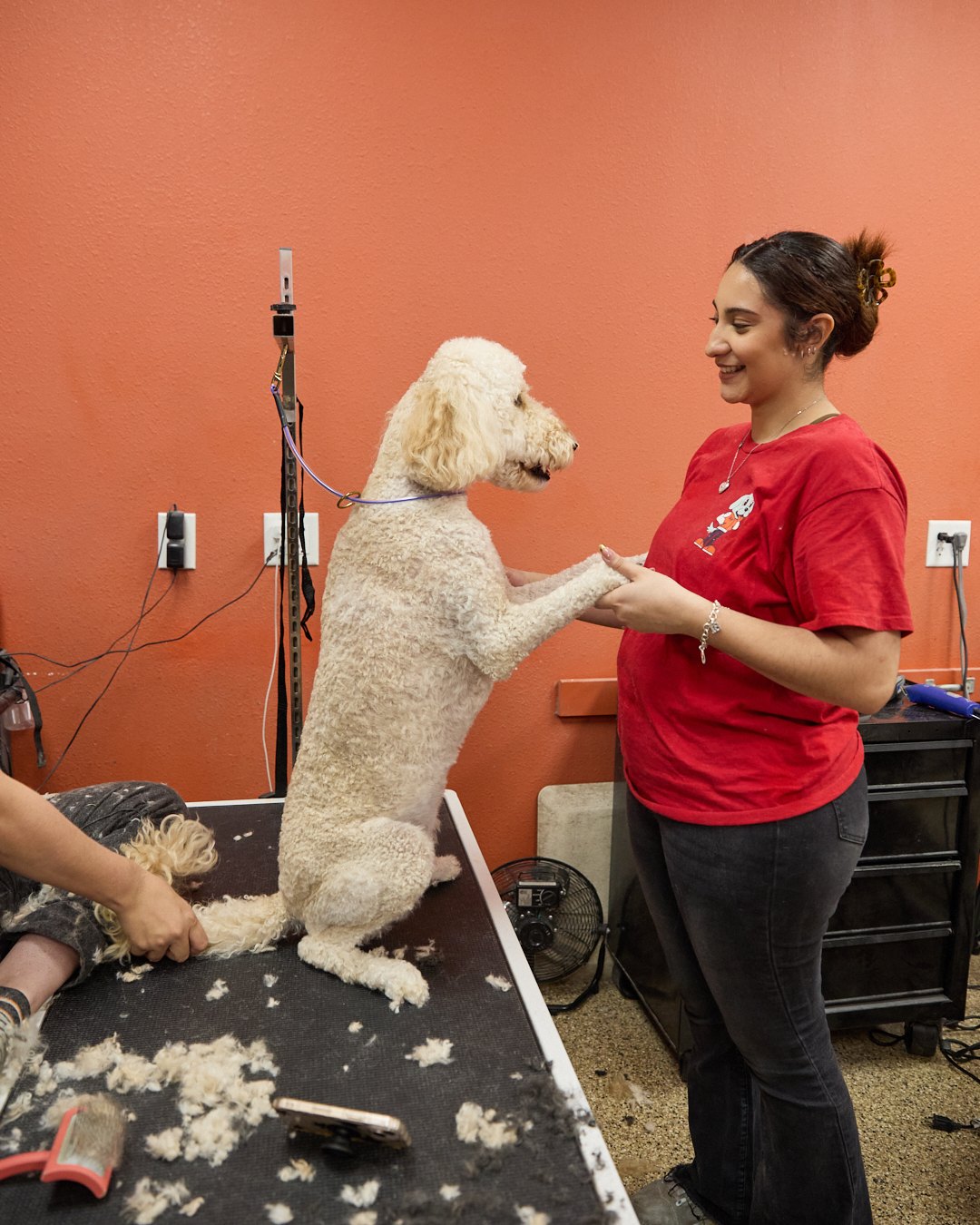 A doodle standing up to shake paws with a Happy K9 groomer at Camp Bowie