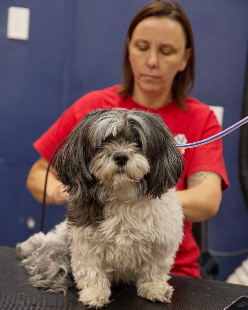 A freshly groomed shih tzu sitting on the grooming table at Happy K9 Camp Bowie
