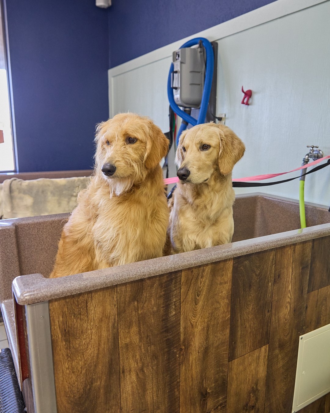 Two golden retrievers waiting in a raised self-wash tub at Happy K9 Clifford