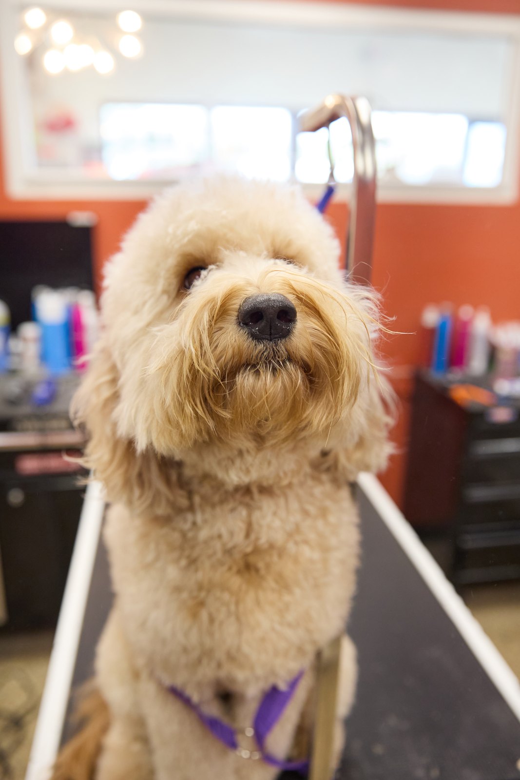 A freshly groomed golden doodle smiling on the grooming table at Happy K9