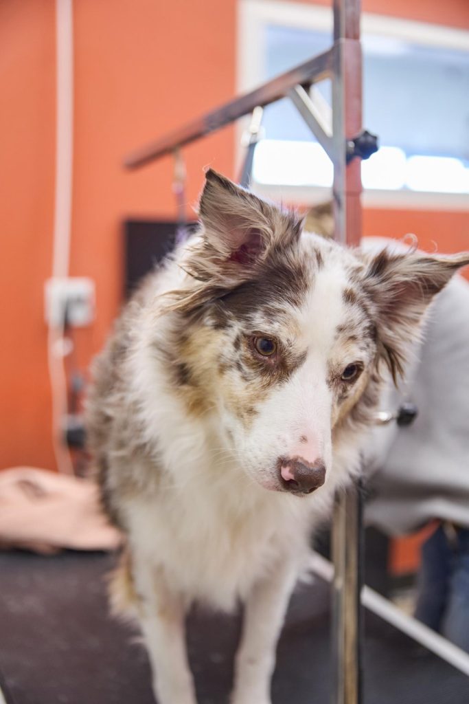 Merle-coated dog with a gentle, tilted gaze standing in the Happy K9 grooming area