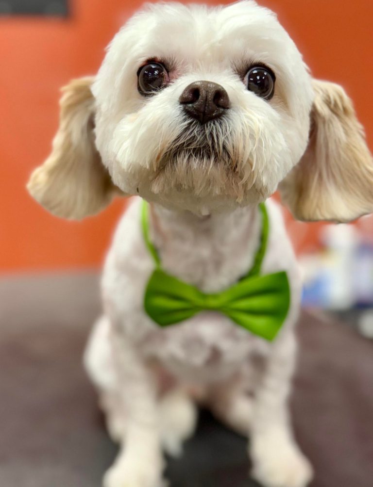 Freshly groomed small white dog wearing a bright green bow tie