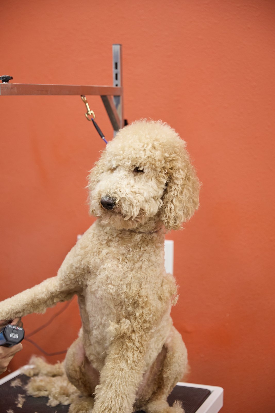 A groomed poodle standing with its paws up on the grooming table at Happy K9