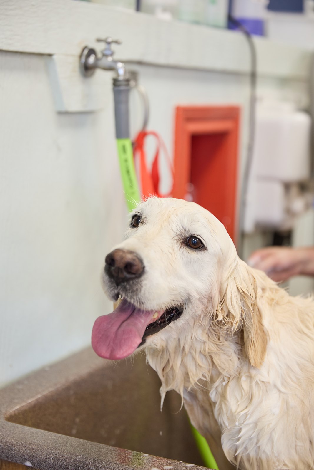 A wet golden retriever with its tongue out in the tub at Happy K9