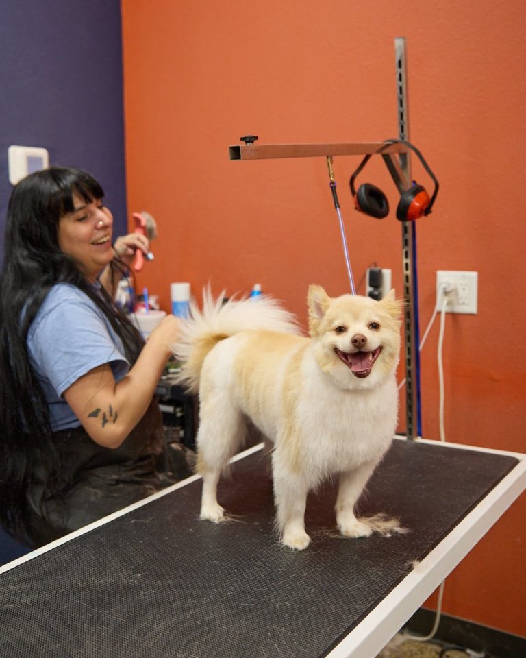 Smiling groomer brushing a happy small fluffy cream-colored dog standing on a grooming table